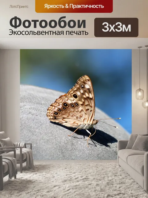 Фотообои Hackberry Император Бабочка в шляпе