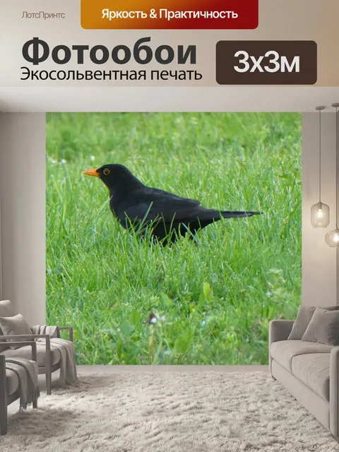 Фотообои Черный дрозд
