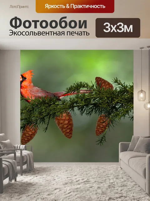 Фотообои Кардиналы