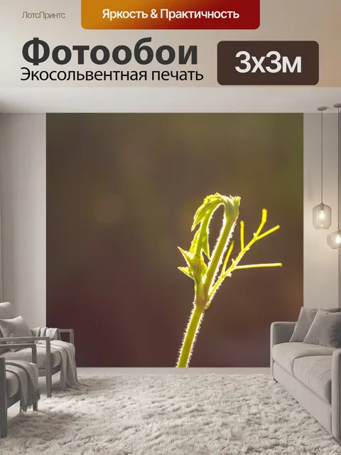 Фотообои Бесплатные изображения высокого разрешения солнца