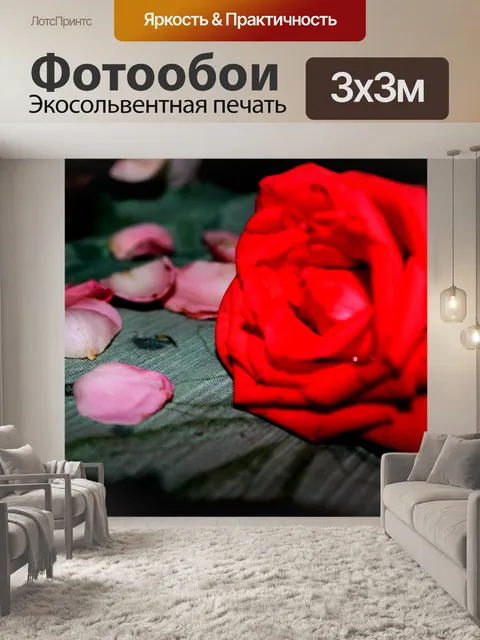 Фотообои розовые лепестки и красная роза