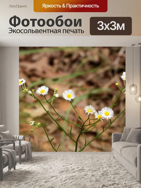 Фотообои Дейзи Флебане Полевые цветы