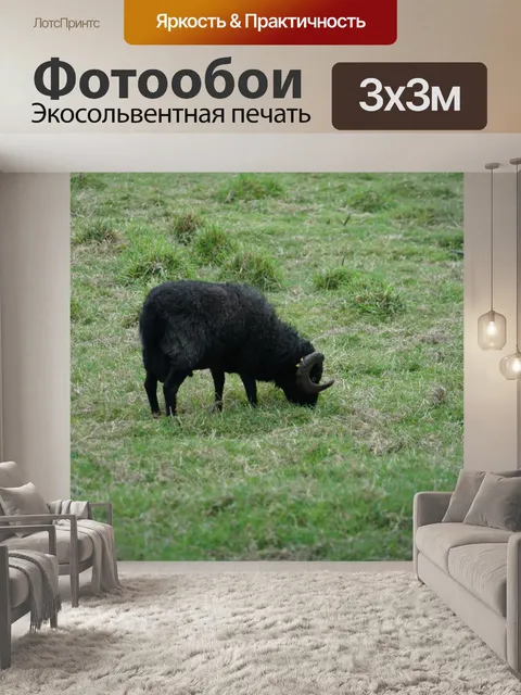 Фотообои Черная овца