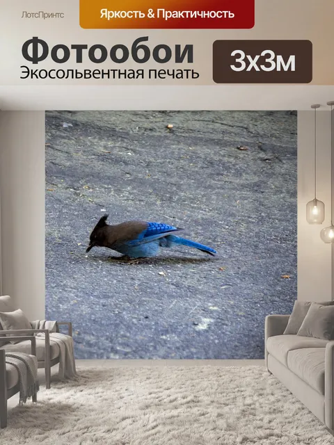 Фотообои голубая сойка