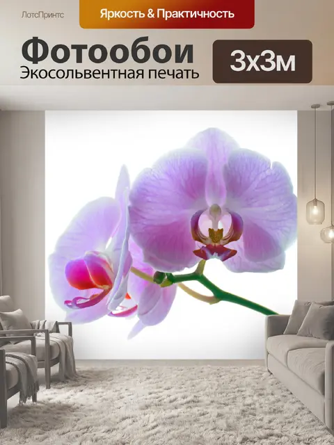 Фотообои Орхидея