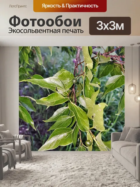 Фотообои Ветвь дерева с ягодами