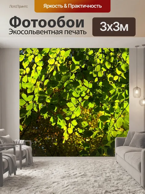 Фотообои Листья бука