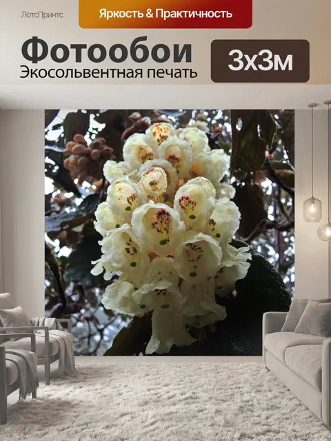 Фотообои Белый рододендроны
