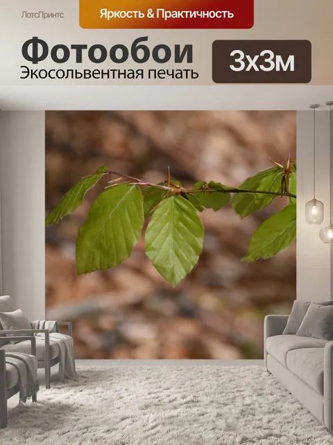 Фотообои Листья бука