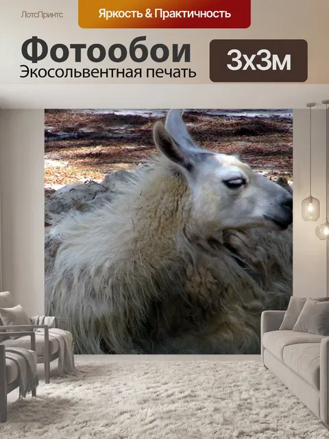 Фотообои пушистая белая лама