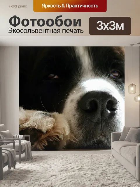 Фотообои Морда собаки