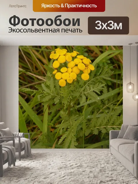 Фотообои Пижма