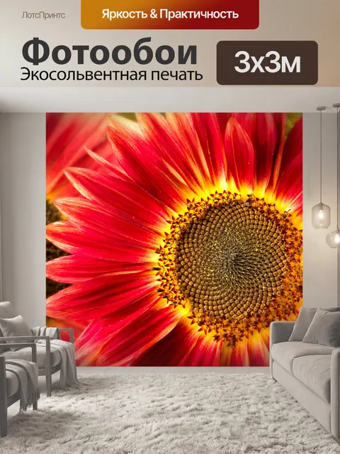Фотообои Подсолнечник красный цветет цветы