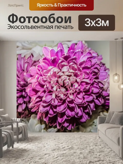 Фотообои Хризантема