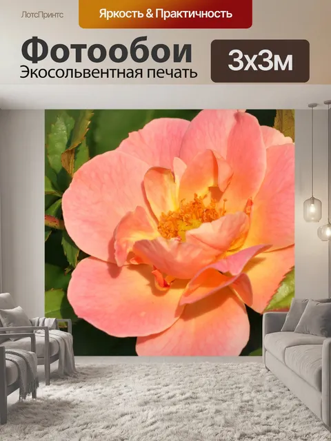 Фотообои Макро розовая и желтая роза