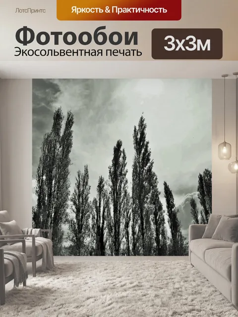 Фотообои черно-белые тополя