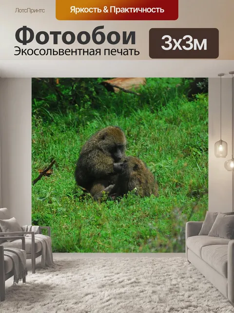 Фотообои Бабуин