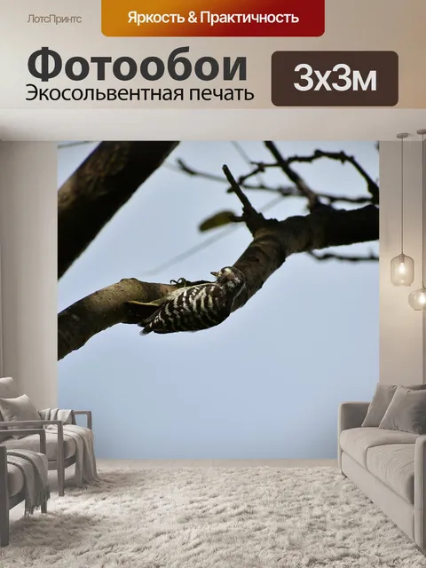 Фотообои Животное
