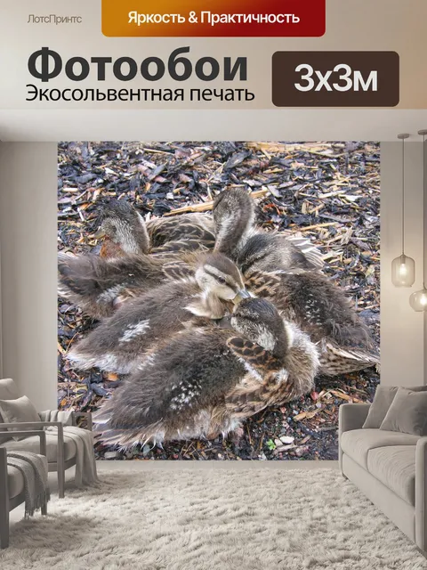 Фотообои Цыпленок
