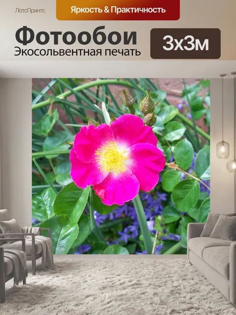 Фотообои Роза