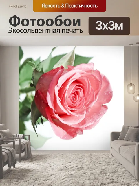 Фотообои Розы на белом фоне