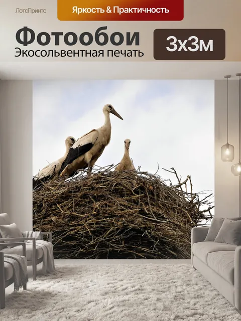 Фотообои Розетка