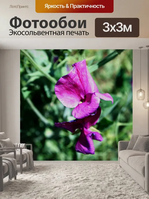 Фотообои пурпурно-розового сладкого гороха