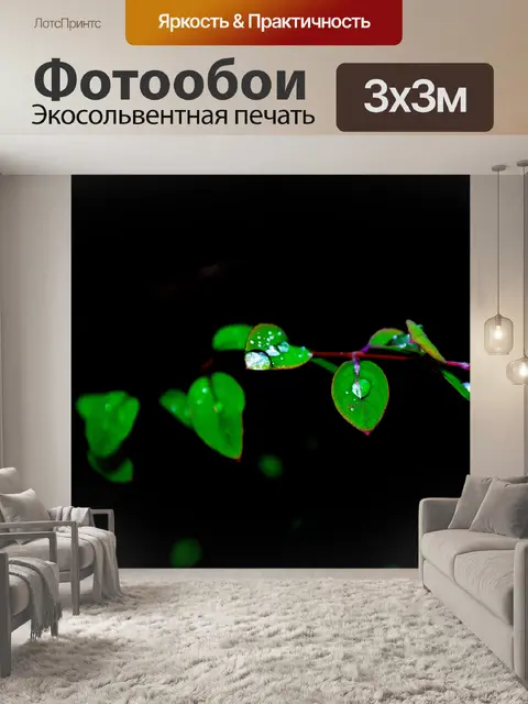 Фотообои зеленых листьев и капель воды
