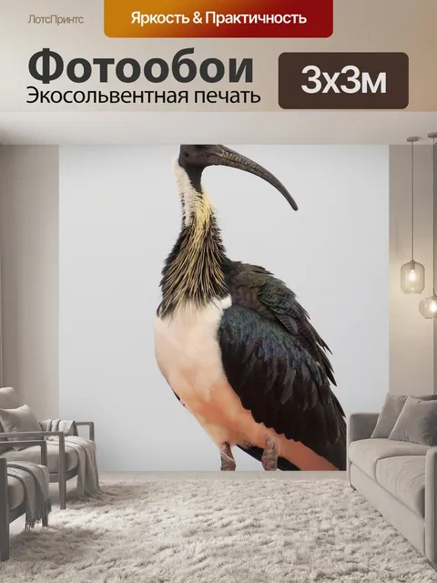 Фотообои Соломы шеей ибис