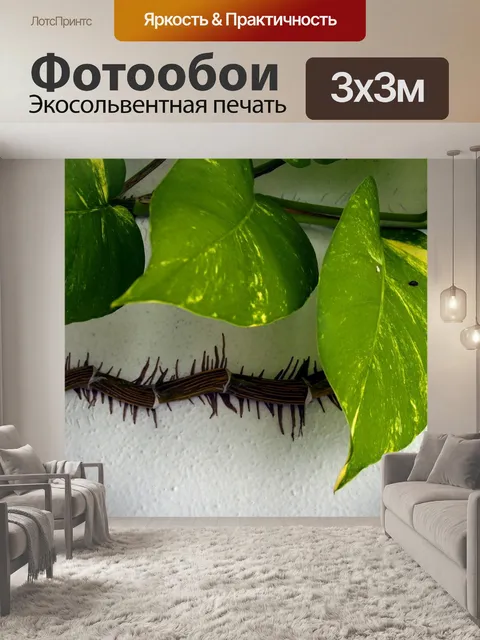 Фотообои Вьющееся растение