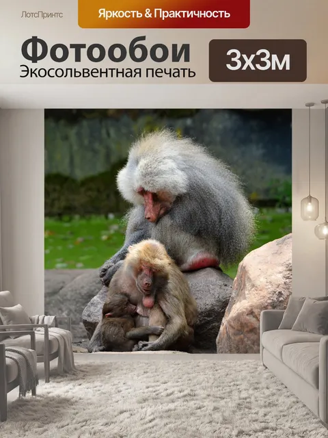 Фотообои Hamadryas бабуины