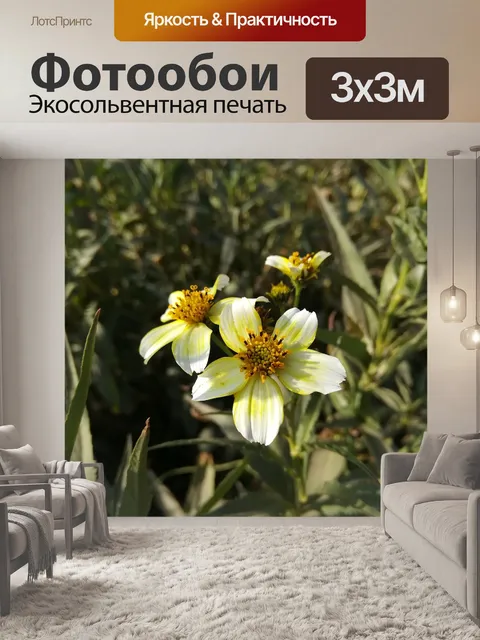 Фотообои Цветы