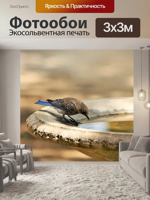 Фотообои Молодой Синий Джей на Birdbath