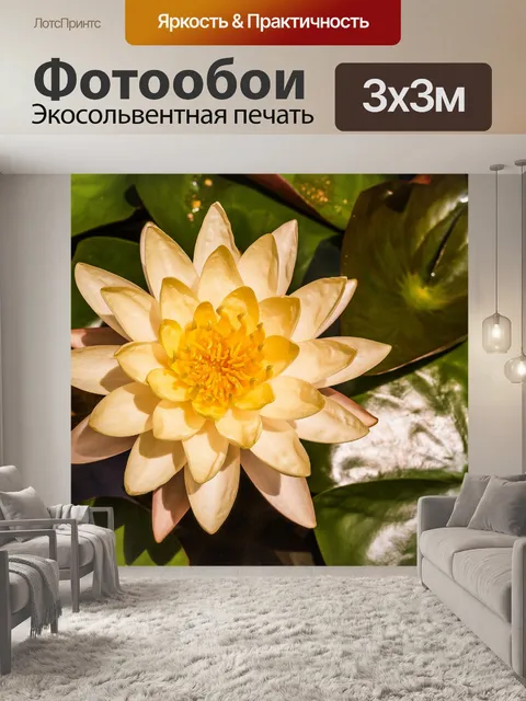 Фотообои Красивый цветок лотоса кувшинки