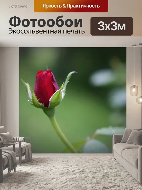 Фотообои Красная бархатная роза