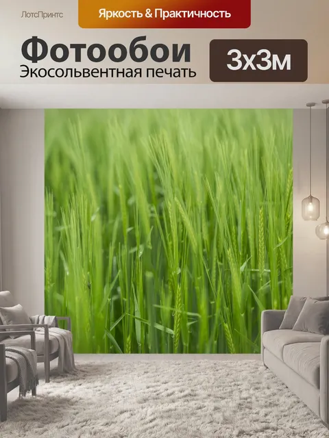 Фотообои Поле зеленого ячменя
