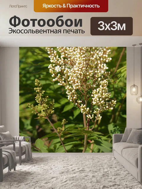 Фотообои Рябина-ангерво