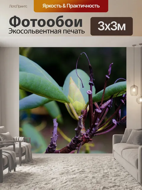 Фотообои Рододендрон фиолетовый
