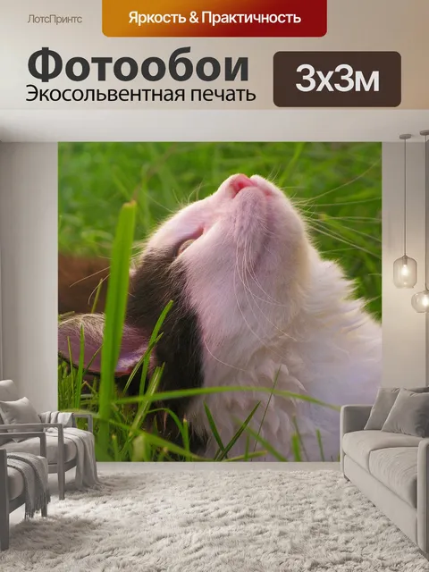 Фотообои Котенок