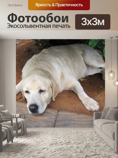 Фотообои полусонный золотой лабрадор