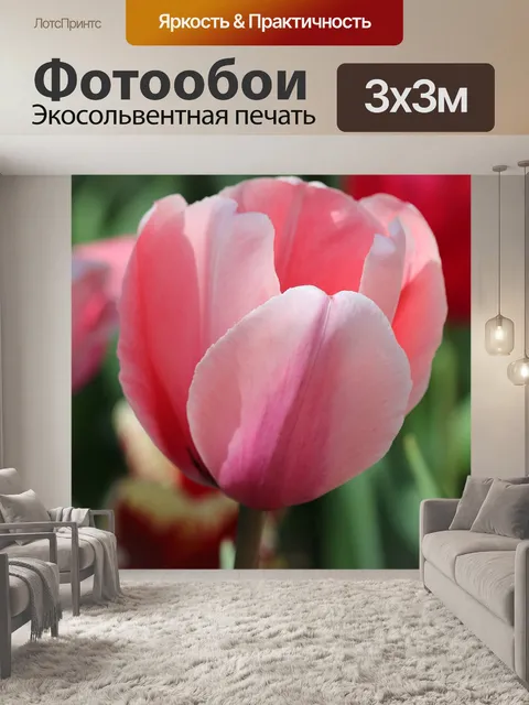 Фотообои Розовый тюльпан крупным планом