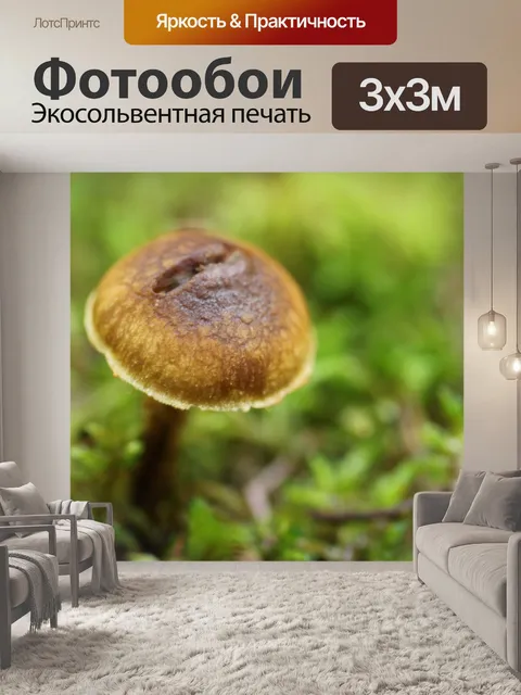 Фотообои Малый коричневый лесных грибов