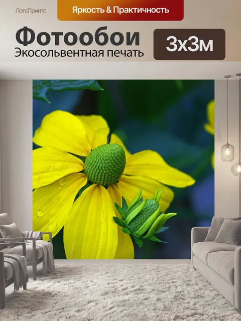 Фотообои Эхинацеи