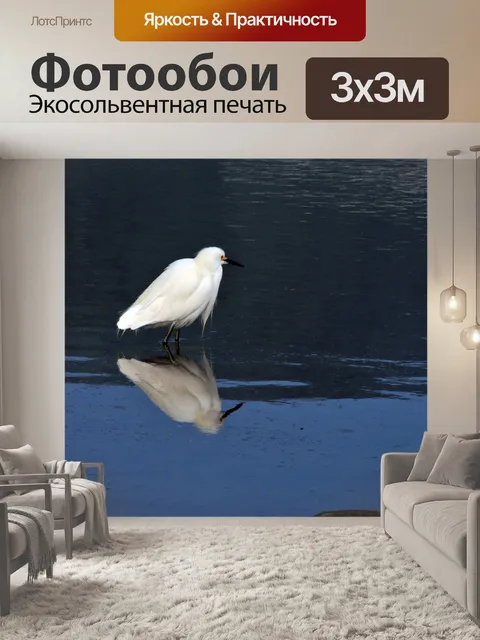 Фотообои Снежный цапля