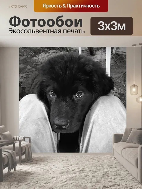 Фотообои Щенок Ньюфаундленда