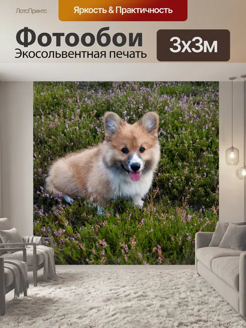 Фотообои Вельш корги