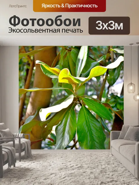 Фотообои Листья магнолии