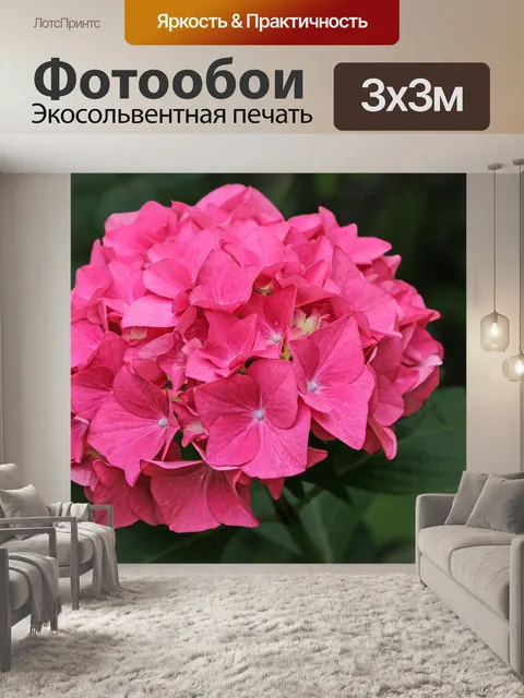 Фотообои Гортензия