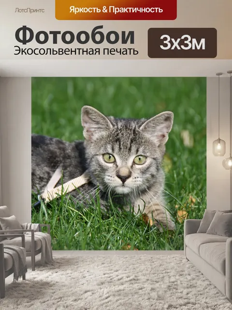Фотообои Кот