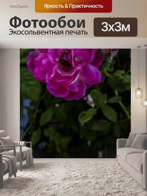 Фотообои Темно-розовая роза
